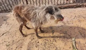 Más allá del conflicto inmobiliario: Activista pone el foco en el maltrato animal con denuncia penal contra Refugio Franciscano