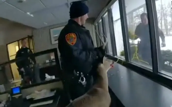 Video | Ciervo irrumpe en banco de Nueva York: Rompe una ventana y corre libre por la sucursal