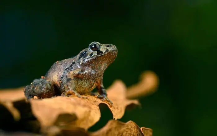Anfibios, los vertebrados más vulnerables al cambio climático