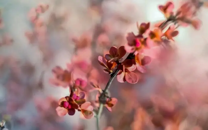 Concentraciones de CO2 en la atmósfera favorecen a plantas leñosas en el Sahara: Estudio