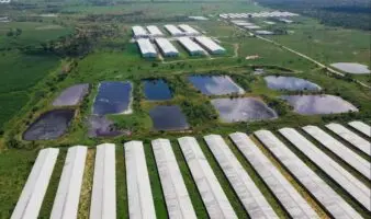 Fiscalizarán granjas de cerdos en Yucatán; omiten bienestar animal | Igualdad Animal México