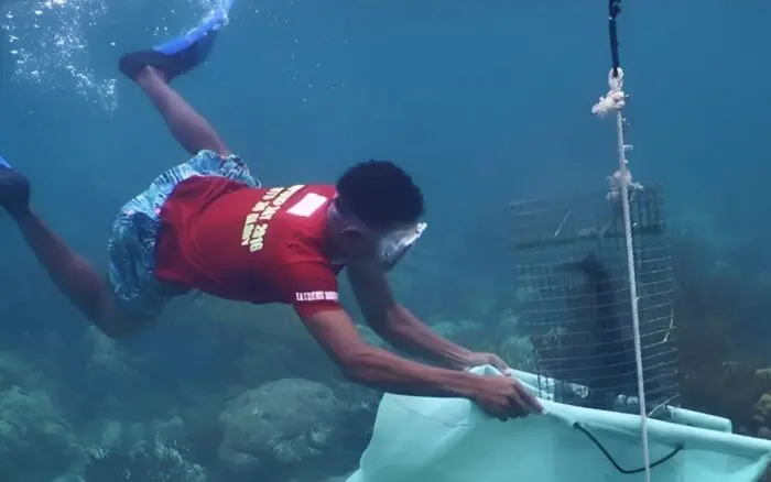 Más de 200 personas monitorean al mismo tiempo y en cuatro países el Sistema Arrecifal Mesoamericano, el segundo más grande del mundo