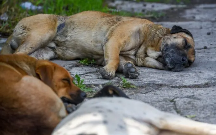 Proponen castigar hasta con 12 años de cárcel a quien mate perros y gatos en la CDMX