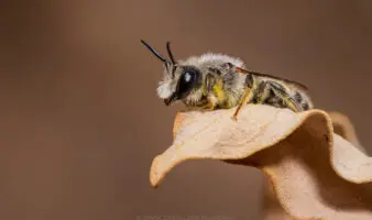 Diana Caballero documenta en un 'libro inquieto' la vida invisible de las abejas del Desierto de Sonora