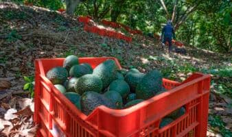 Industria del aguacate paraliza actividades tras jornada violenta en Michoacán
