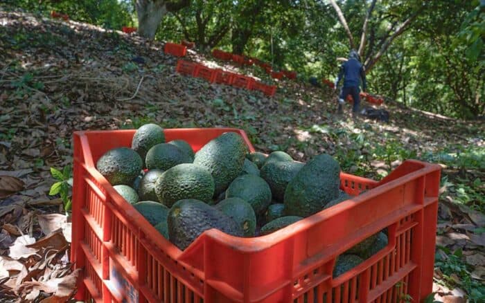 Industria del aguacate paraliza actividades tras jornada violenta en Michoacán