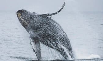 Ocean Futures Society exige a Semarnat acciones urgentes por muerte de ballenas jorobadas en Bahía de Banderas