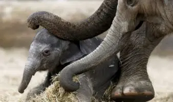 Elefanta ciega da a luz en Francia: nace cría tras parto de siete horas