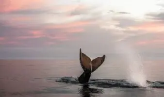 'El arte como puente para la conservación'