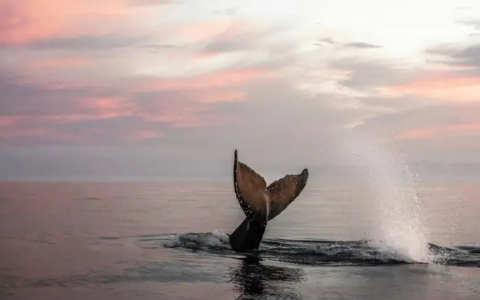 'El arte como puente para la conservación'