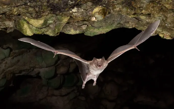 Ecólogo mexicano llama a proteger a los murciélagos: 'Son nuestros aliados más importantes'