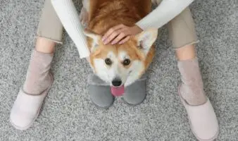 Estudio científico revela que los perros afectan a la calidad del aire en interiores