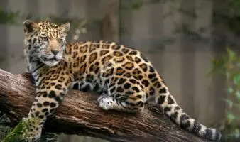 Semarnat implementa “estrategias” para la protección del jaguar en Yucatán