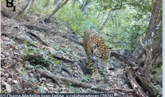 Captan por primera vez a un jaguar en Guanajuato