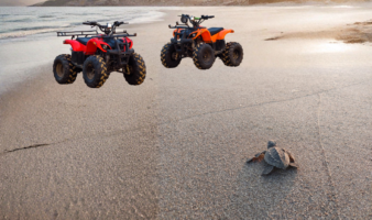 Blindan nidos de tortuga marina en Chiapas ante amenazante actividad con cuatrimotos