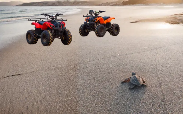 Blindan nidos de tortuga marina en Chiapas ante amenazante actividad con cuatrimotos