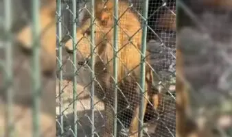 Captan a león vomitando aparentes parásitos en zoológico de Nezahualcóyotl | Video