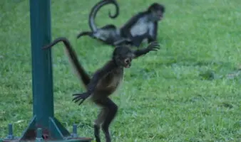 Crónicas de Exploración | Coexistiendo con monos en las ciudades de la Riviera Maya