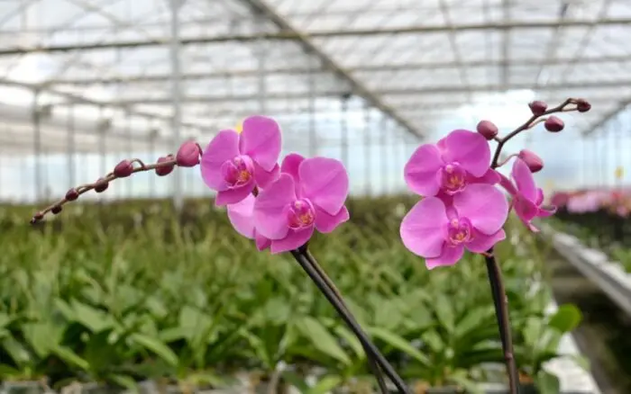 Día Nacional de la Orquídea | Lanzan convocatoria de 'México florece con orquídeas'