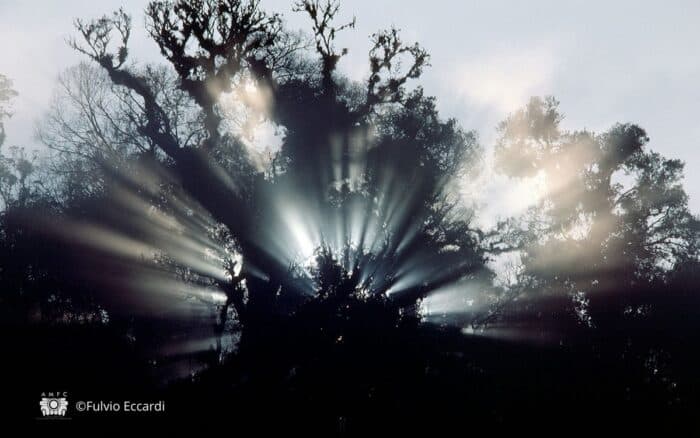 El Triunfo, donde la niebla sostiene la vida | Por Fulvio Eccardi