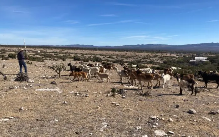 FAO y ONU impulsan agenda global sobre pastizales y comunidades pastoriles en 2026