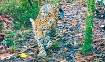 Jaguar y puma reaparecen en Sierra de las Minas tras años sin evidencia