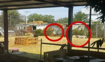 Hombre libera leones en reserva y queda atrapado en jaula | Edomex