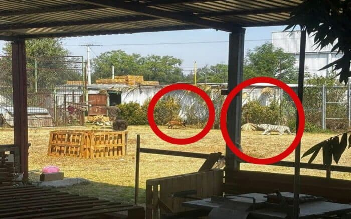 Hombre libera leones en reserva y queda atrapado en jaula | Edomex