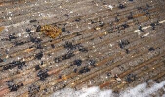 Sigue la llegada de petrolíferos a Veracruz y Tamaulipas; suman 825 toneladas recolectadas