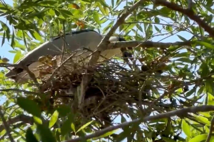 Tamaulipas | Alertan por riesgo sanitario en secundaria por aves migratorias