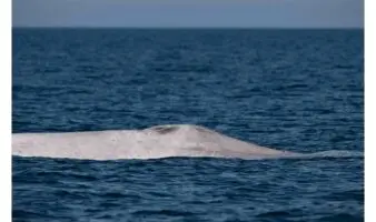 Captan a ballena azul con albinismo en Baja California Sur