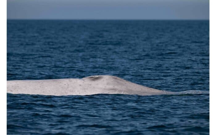 Captan a ballena azul con albinismo en Baja California Sur