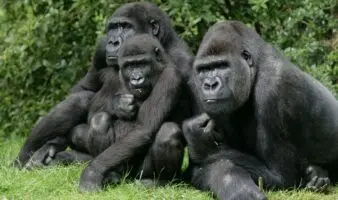 Nace una nueva pareja de crías gemelas de gorila en el Parque de Virunga en RD del Congo