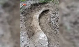 INAH responde a reclamo por colmillo de mamut en Acámbaro