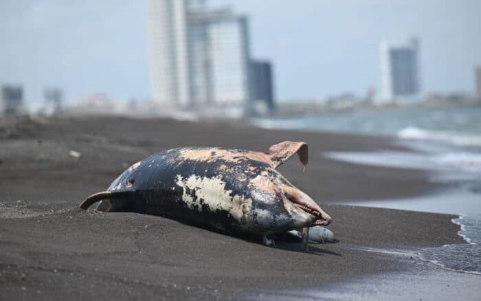 Delfín hallado en playa de Veracruz no murió por contaminación del derrame petrolero, según el gobierno estatal
