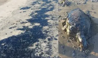 Denuncian ecocidio en playas de Veracruz; Pemex niega derrame