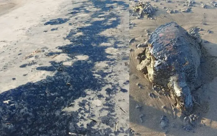 Denuncian ecocidio en playas de Veracruz; Pemex niega derrame