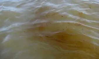 Derrame en el Golfo evidencia falta de transparencia y rendición de cuentas: Oceana