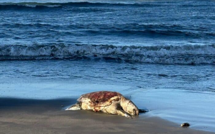 Derrame petrolero en Golfo de México sigue sin control; limpieza ha sido solo en playas turísticas: Greenpeace