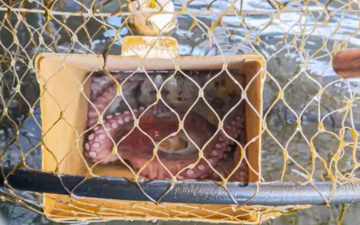 ¿Conservación o explotación comercial del pulpo maya? Investigación encubierta denuncia irregularidades en proyecto de la UNAM