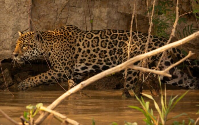 Jaguares y ganaderos: un proyecto en México demuestra que pueden compartir el territorio | Estudio