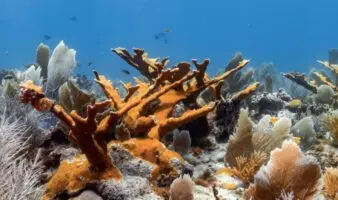 Las matronas de corales: científicas en México logran arrecifes más resistentes en sus laboratorios