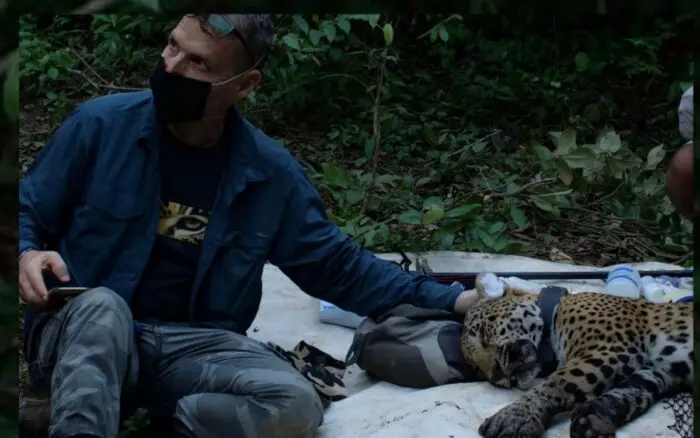 Del jaguar a las playas y humedales: los logros ambientales de Erik Saracho, defensor atacado en México