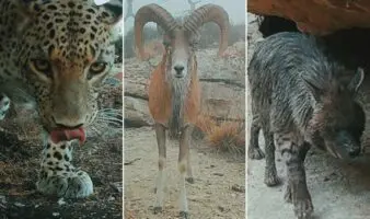 Unen esfuerzos contra la captura ilegal de especies migratorias