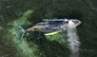 'Abandonamos la lucha': Dejarán morir a ballena varada en Alemania | Video