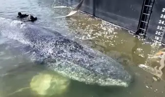 Ballena que dejarían morir en Alemania siempre sí será rescatada | Video