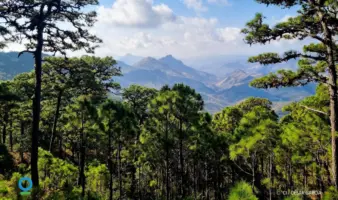 Ante la crisis climática y de agua, la solución está en los bosques y quienes los cuidan | CI México