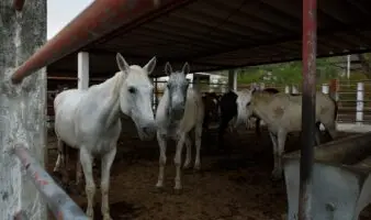 EE.UU. y México: la triangulación de caballos para carne