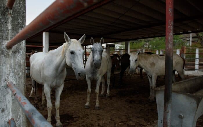 EE.UU. y México: la triangulación de caballos para carne