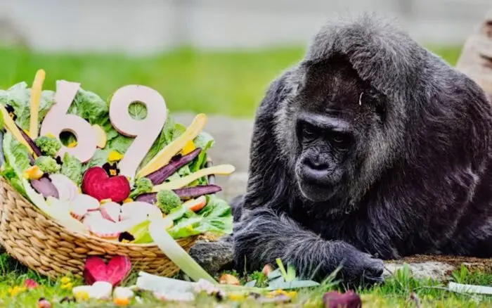 Fatou cumple 69 años y se convierte en la gorila más longeva del mundo